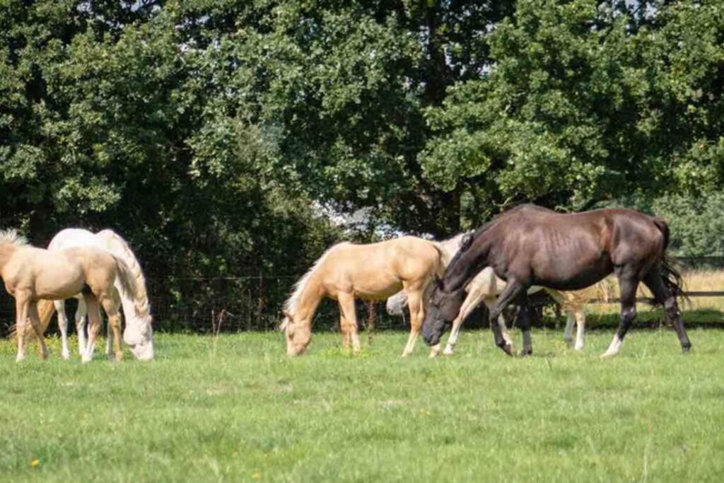 Langford Farmhouse - New Forest National Park Luxury 4Bd, Hot Tub, Cinema, 10 Acres Bartley Extérieur photo