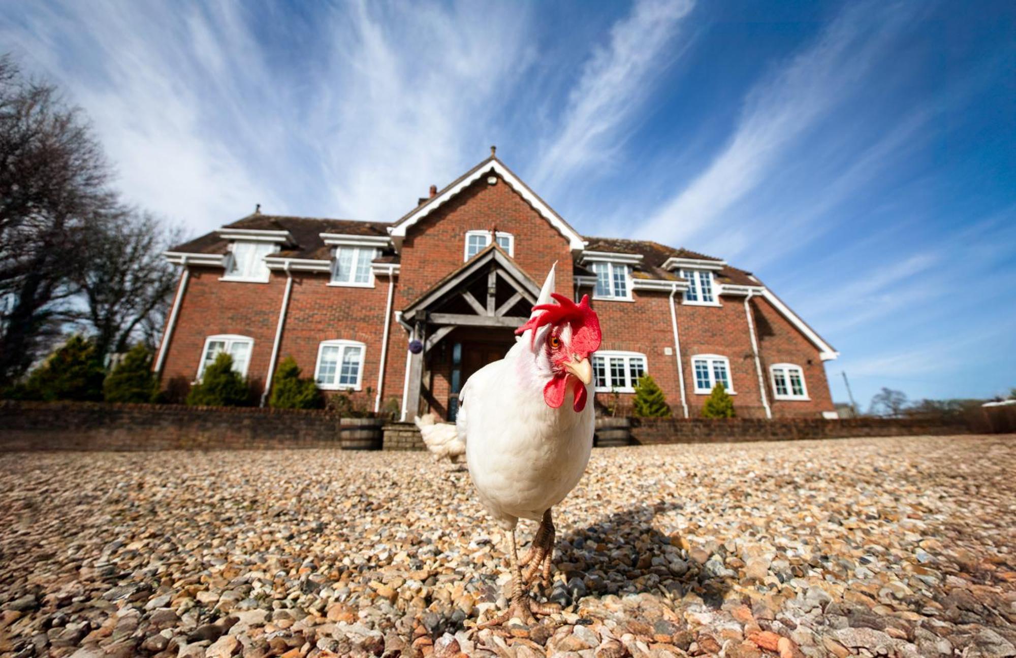 Langford Farmhouse - New Forest National Park Luxury 4Bd, Hot Tub, Cinema, 10 Acres Bartley Extérieur photo